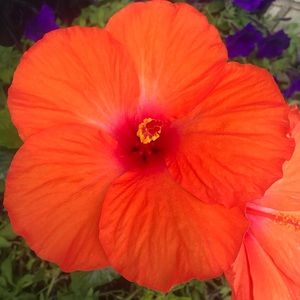 Meet your Posher, Selene